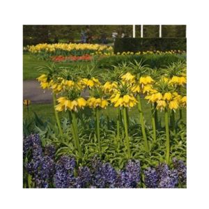 HusMah Bonsai Imperial Crown Seeds- Yellow