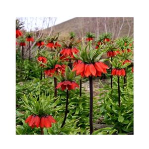 HusMah Bonsai Imperial Crown Seeds- Red