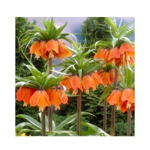 HusMah Bonsai Imperial Crown Seeds- Orange