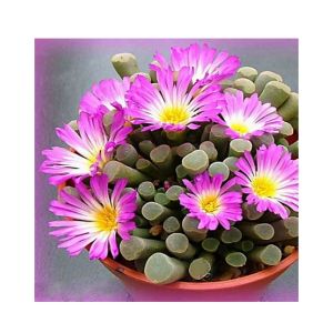 HusMah Bonsai Fenestraria Aurantiaca Pink