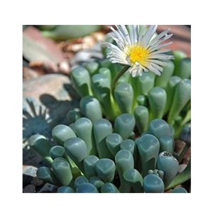 HusMah Fenestraria Aurantiaca Seeds White