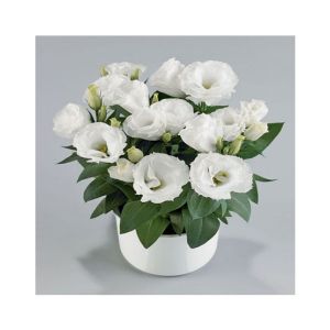 HusMah Bonsai Rare Eustoma Seeds- White