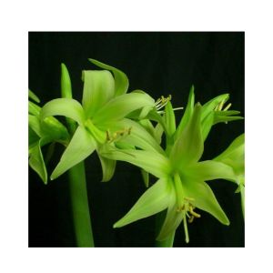 HusMah Rare Amaryllis Seeds