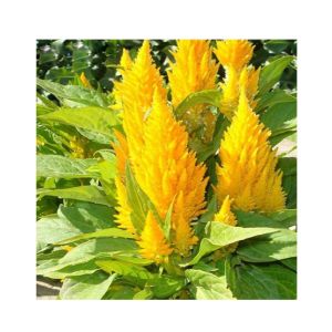 HusMah Flamingo Cockscomb (Celosia Spicata)