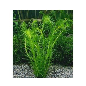 HusMah Live Aquarium Fish Tank Plant Seeds