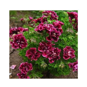 HusMah Crimson Flower Seeds