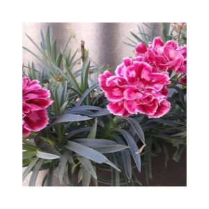 HusMah Rare Red Stripe Carnation Dianthus Caryophyllus Seeds