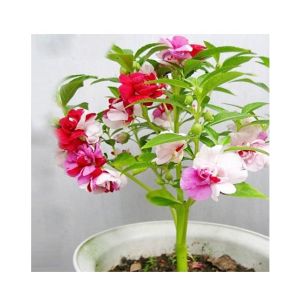 HusMah Balsamine Bonsai Flower Seeds