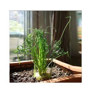 HusMah Egeria Spring Grass Seeds