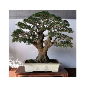 HusMah Chinese Boxwood Tree Seeds