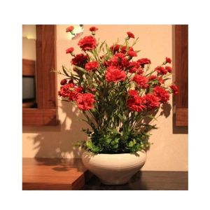 Husmah Red Carnation Dianthus Caryophyllus Flower Seeds