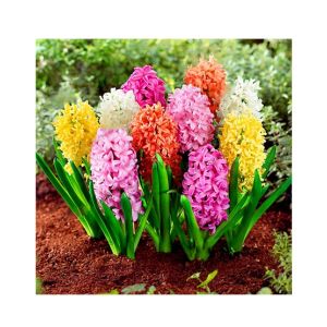 HusMah Hyacinthus Orientalis Flower Seeds