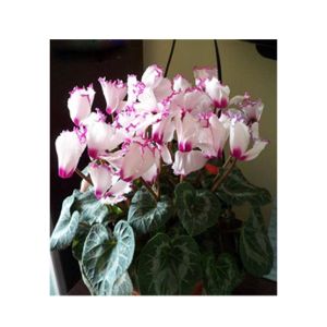 HusMah Purple Fringing White Cyclamen Flower Seeds