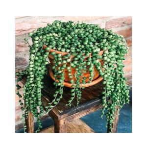 HusMah Round Pearl Chlorophytum Seeds
