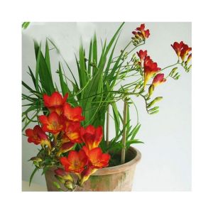 HusMah Hot Selling Red Freesia Seeds