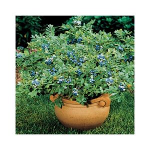 HusMah Blueberry Seed Home Gardening