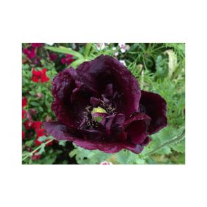 HusMah Beautiful Bonsai Poppy Paradise Seeds