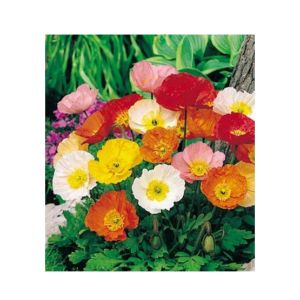 HusMah Beautiful Bonsai Poppy Iceland Seeds