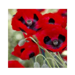 HusMah Beautiful Bonsai Corn Poppy Seeds