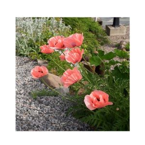 HusMah Beautiful Bonsai Coral Reef Poppy Seeds