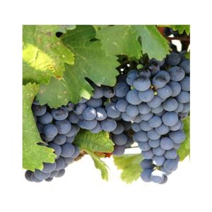 HusMah Rare Concord Graps Seeds