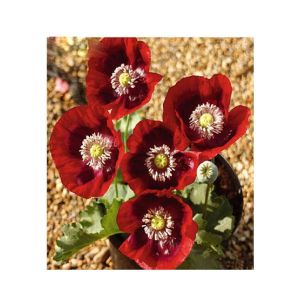 HusMah Beautiful Bonsai Poppy Paradise Red Seeds