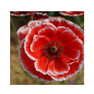 HusMah Beautiful Bonsai Poppy Paradise Red & White Seeds
