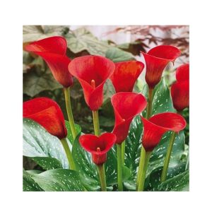 HusMah Rare Calla Lily Seed- Red