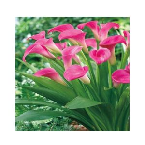 HusMah Rare Calla Lily Seed- Dark Pink