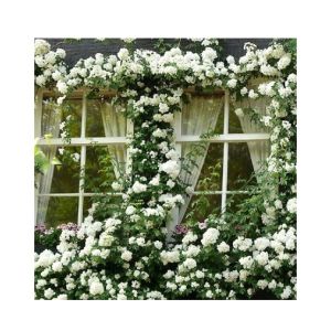 HusMah Rare Climbing Rose Seeds - White