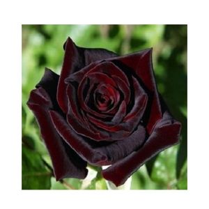 HusMah Rose Australian Black Baccara Velvet Seeds