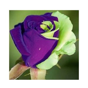 HusMah Blue & Green Rose Seeds