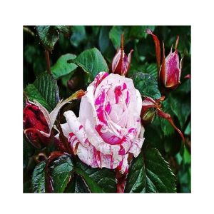 HusMah Rare Wild Rose Seeds