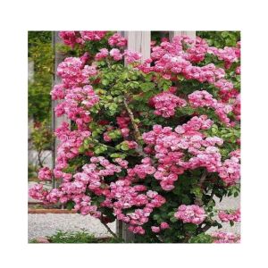 HusMah Climbing Pink Rose Seeds