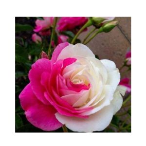 Husmah Pink White Rose Seeds