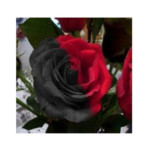 Husmah Red & Black Rose Seeds