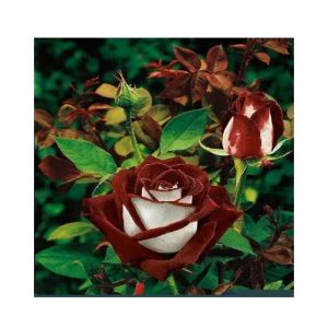 Husmah Chocolate White Rose Seeds