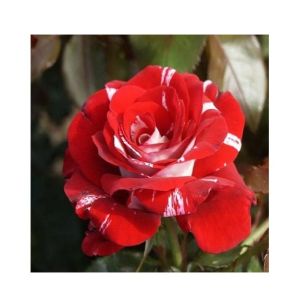 Husmah Red Dragon Rose Seeds