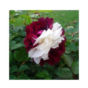 Husmah Zampa Dust Rose Seeds
