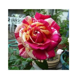 Husmah Metro Shower Rose Seeds