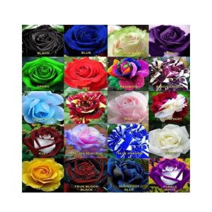 Husmah World's Rarest Rose Seeds- Mix