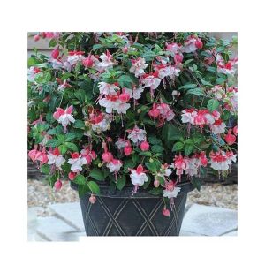 Husmah Fuchisia Pink Flower Seeds