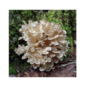 Husmah Hen of the Woods Mushroom Seeds