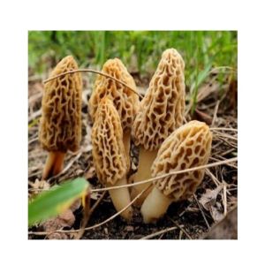 Husmah Morels Mushroom Seeds