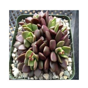 Husmah Anacampseros Purple Succulent Seeds