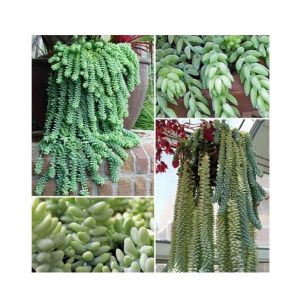 Husmah Burro's Tail Succulent Seeds
