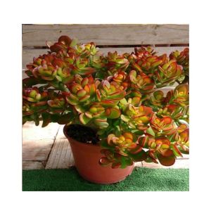 Husmah Compact Jade Succulent Seeds