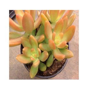 Husmah Coppertone Succulent Seeds