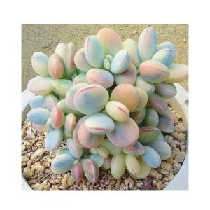 Husmah Cotyledon Succulent Seeds
