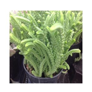 Husmah Crassula lycopiodes Watch Chain Succulent Seeds